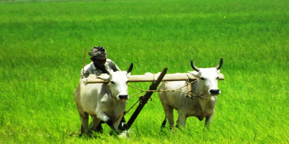 कृषिविषयक लाभ व मार्गदर्शन यासाठी विशेष प्रयत्न